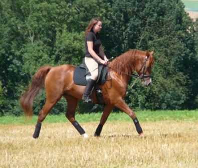 SRF Barolo
